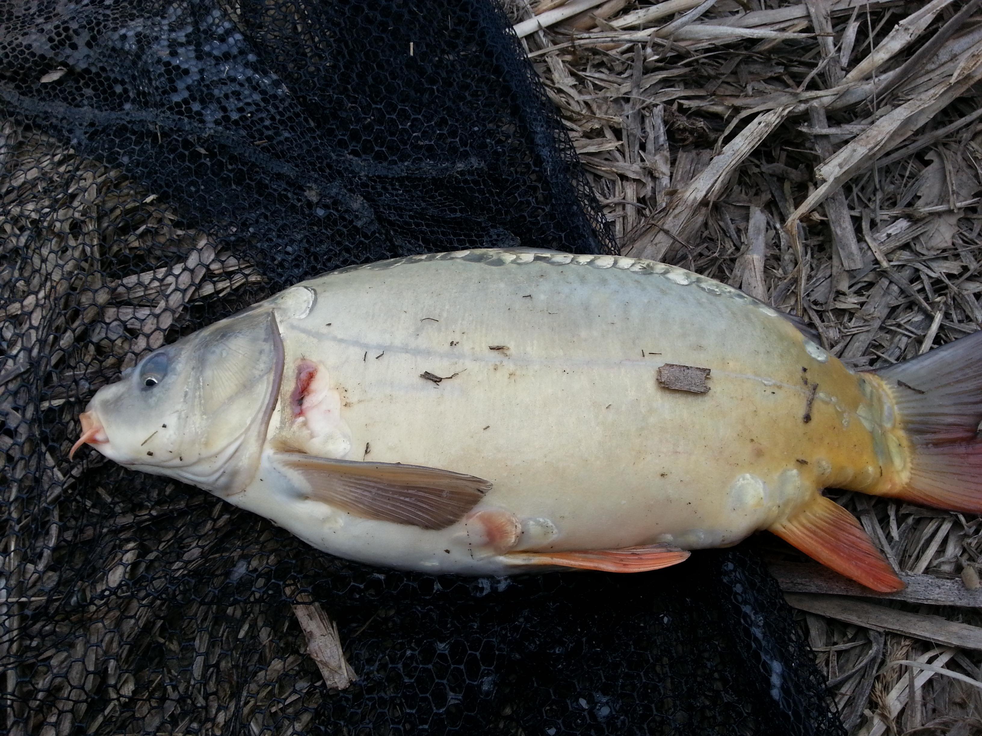 SISTEREA 2013 - 20130301_154608.jpg